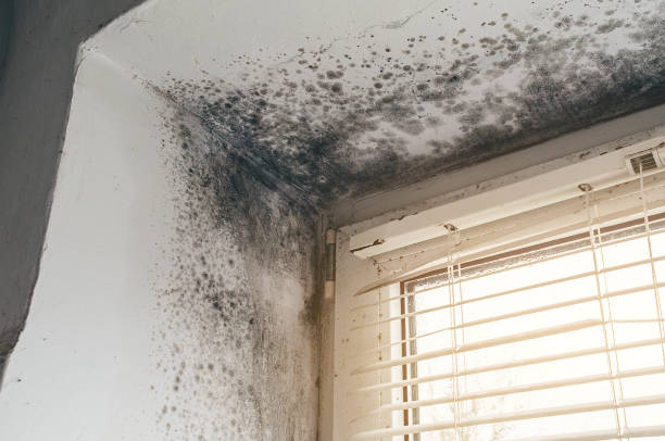 Affordable Basement Mold Removal solutions in Oxford, GA
