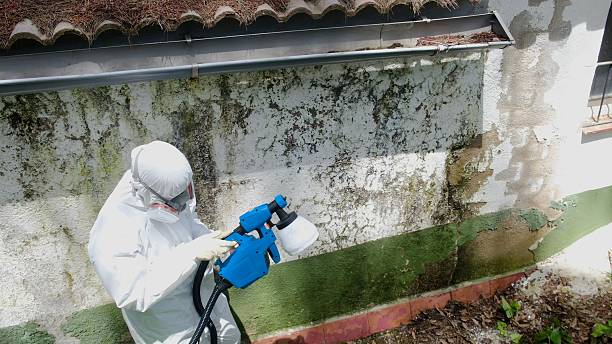 Top rated local Basement Mold Removal specialists in Oxford, GA